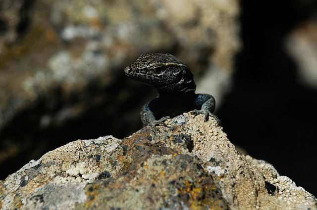 El Hierro El Hierro